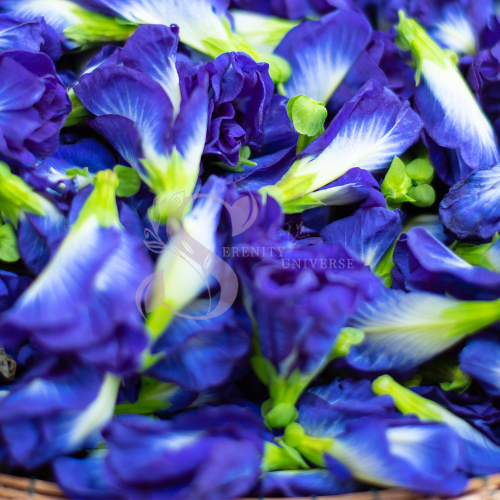 Butterfly Pea Flower
