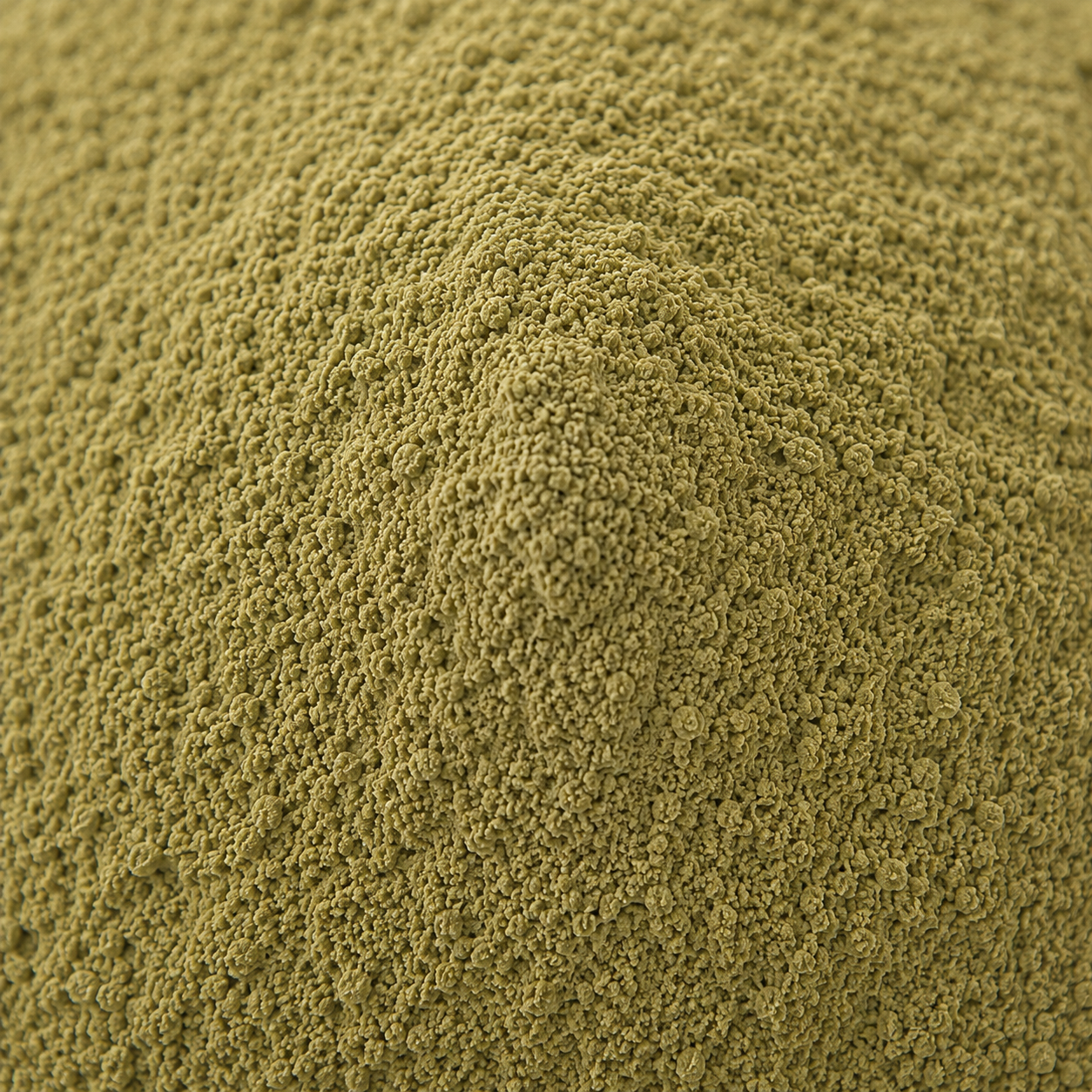 Tulsi Powder