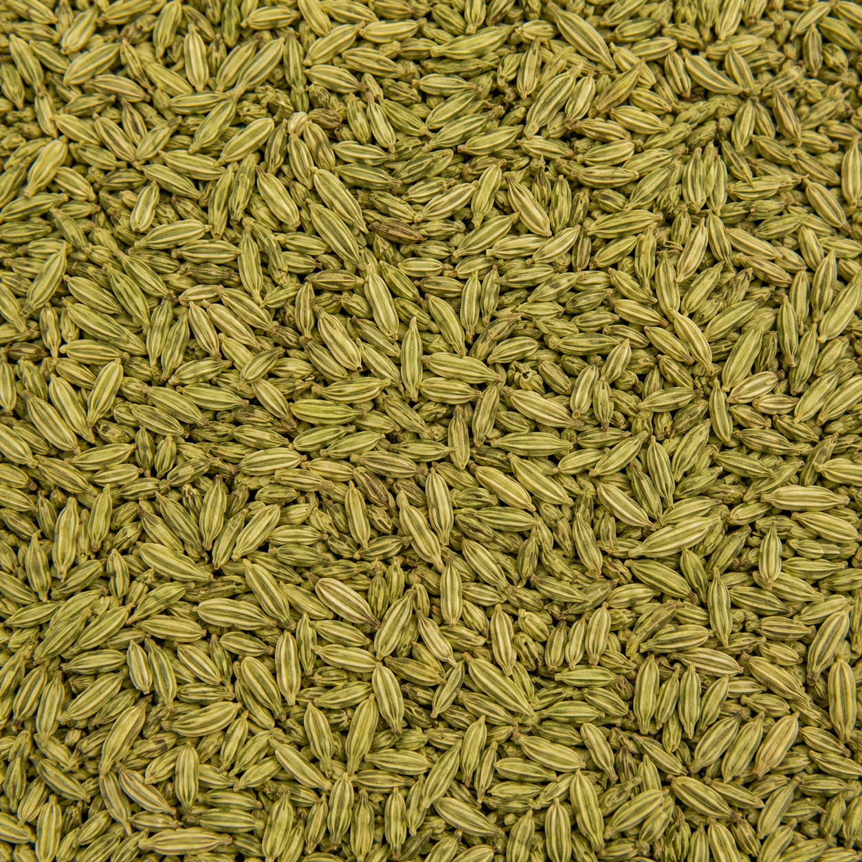Fennel Seed Whole