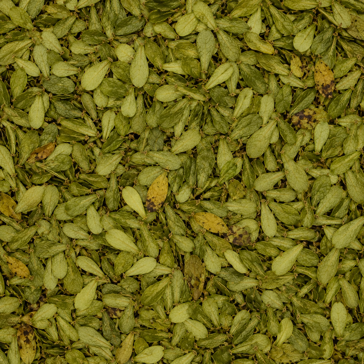 Uva Ursi Leaves C/S