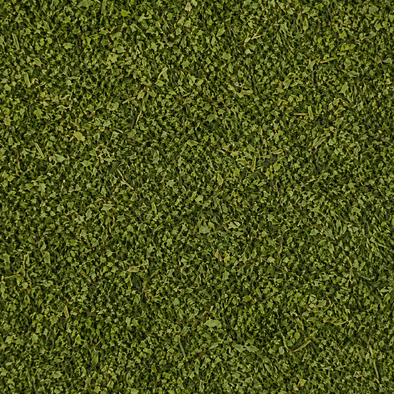 Chervil Herb C/S