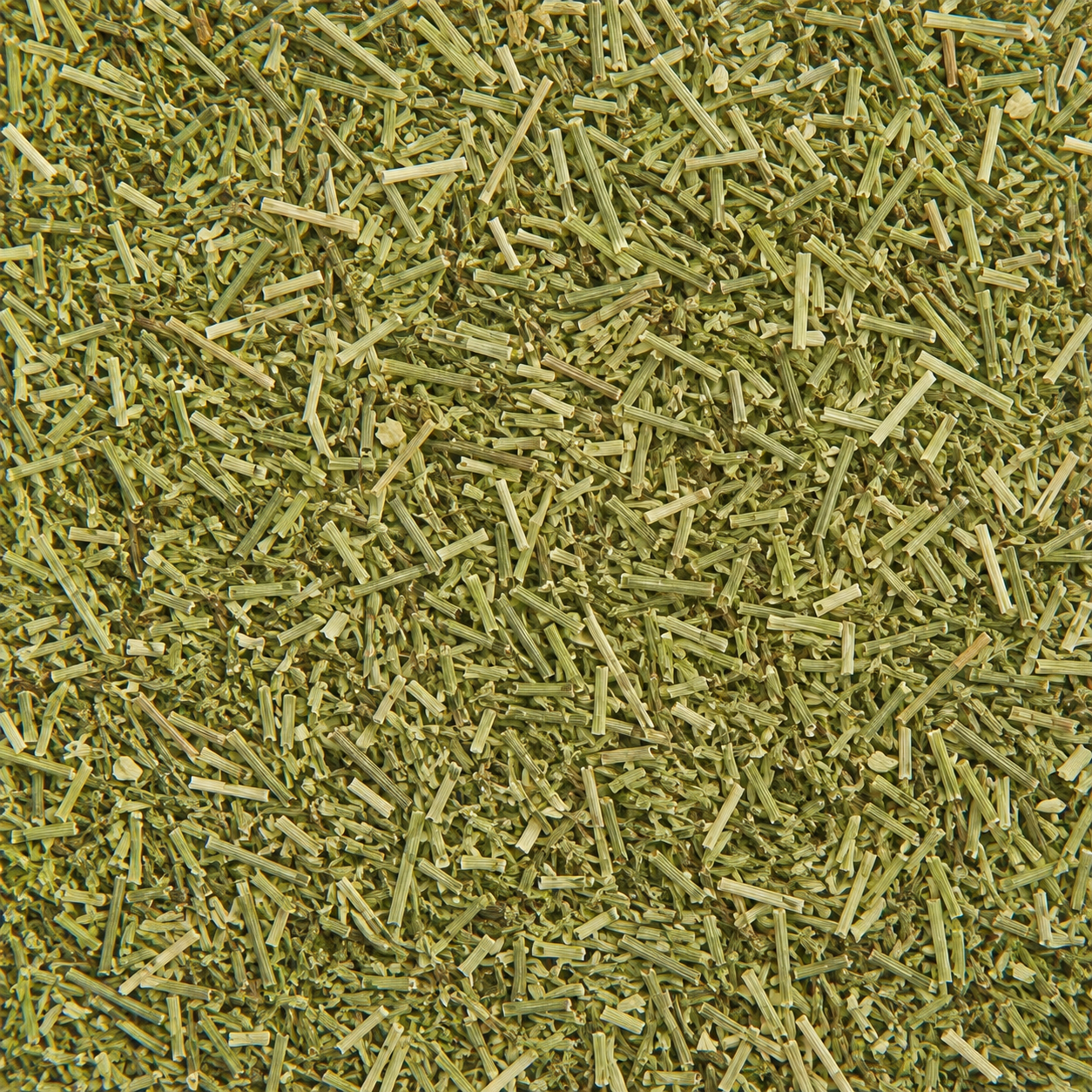 Horsetail (Shavegrass) C/S