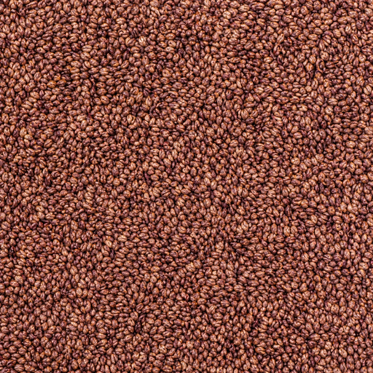 Grape Seed Whole