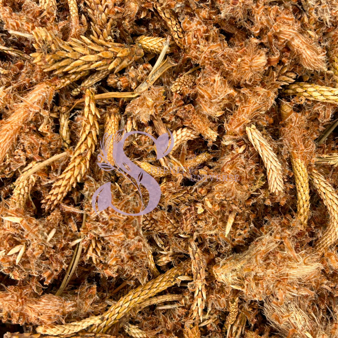 Pine Buds