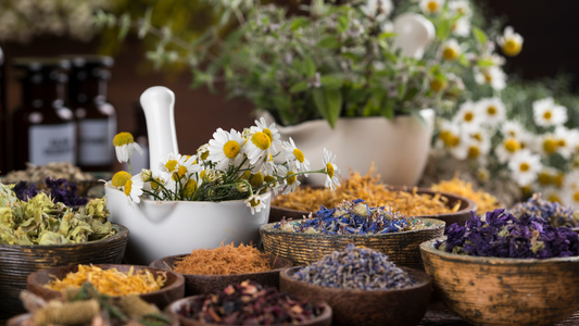 5 Healing Herbs to Boost Your Immune System Naturally