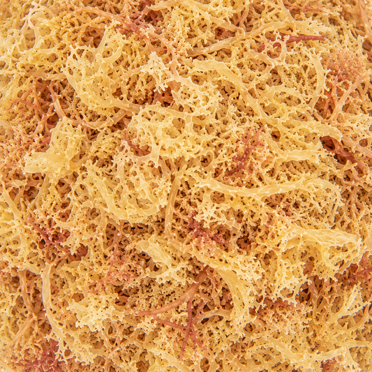 Irish Moss Flakes