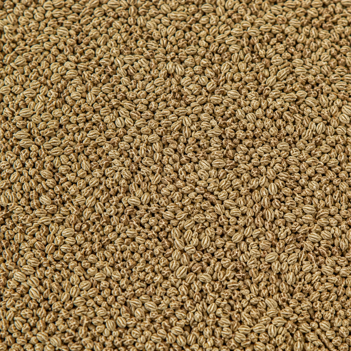 Ajwain Seed Whole