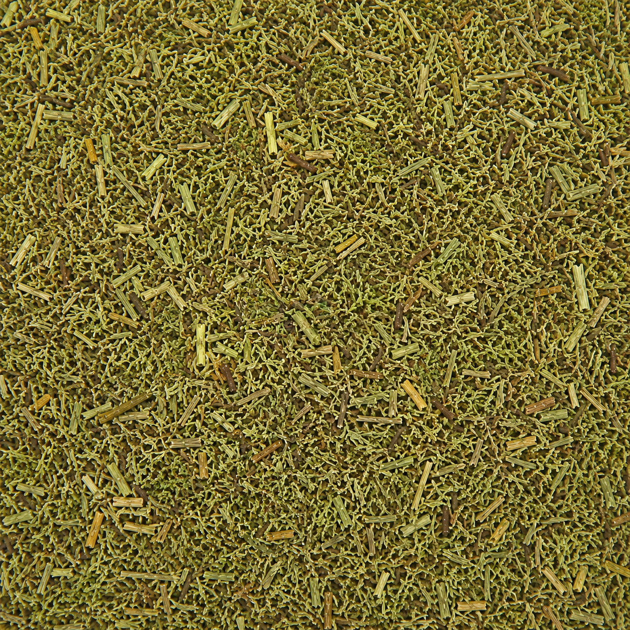 Clubmoss C/S