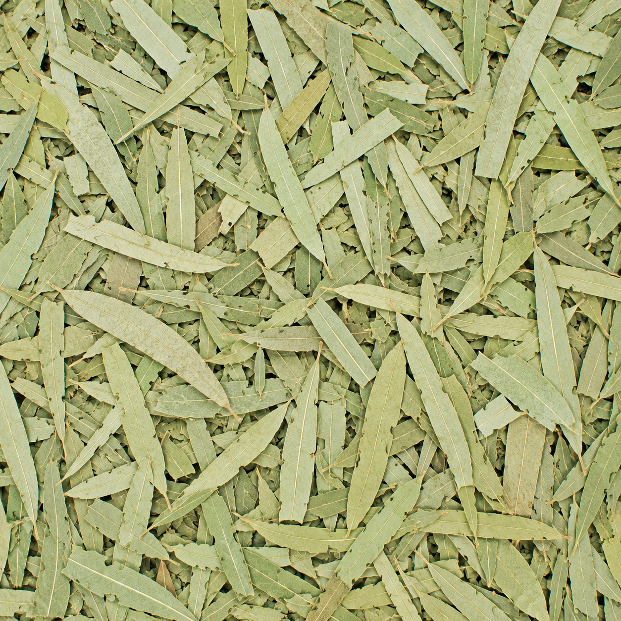 Eucalyptus Leaves C/S
