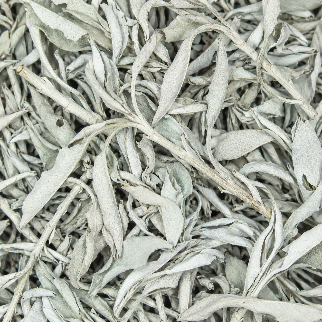 Sage Leaf White (Ceremonial)