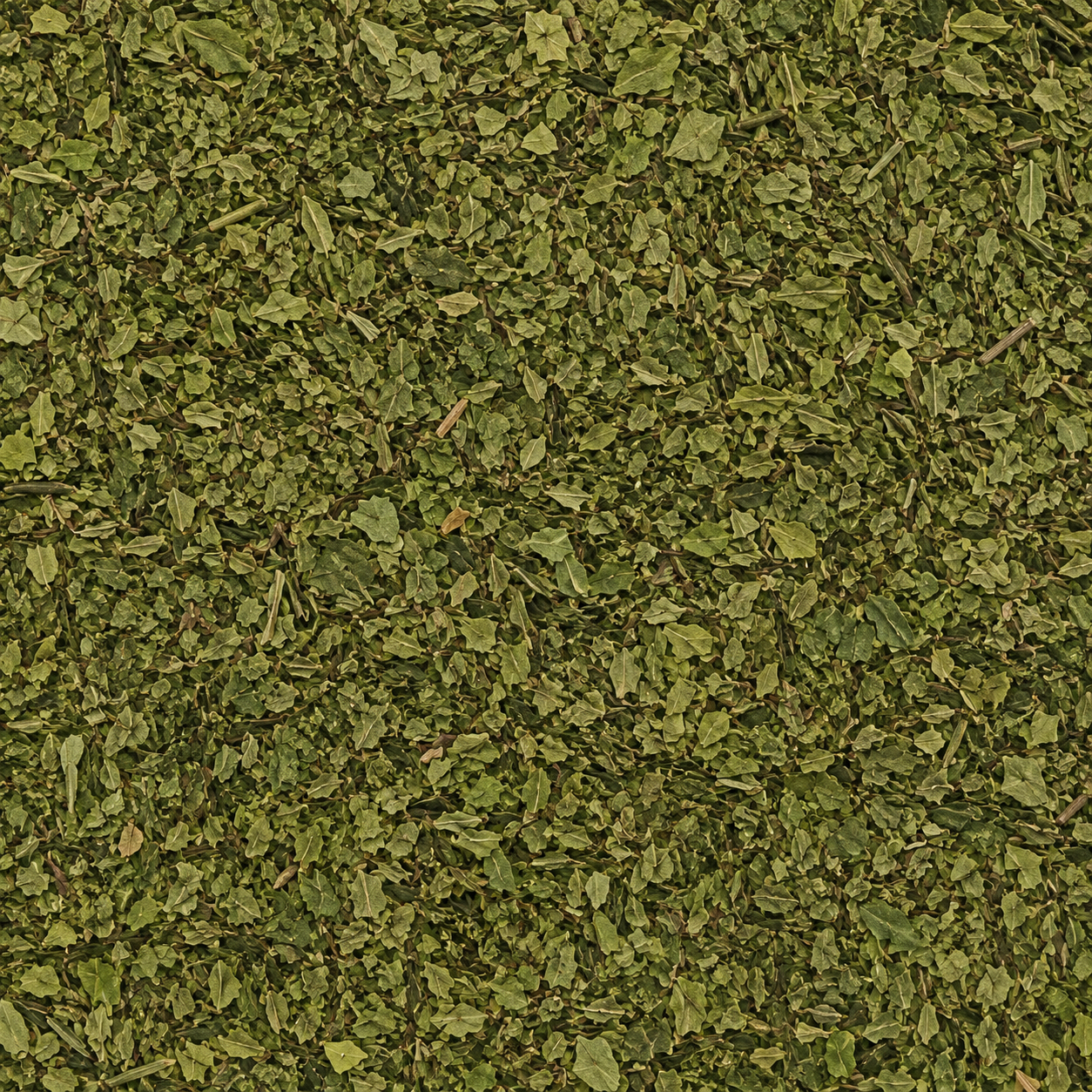 Curry Leaves C/S