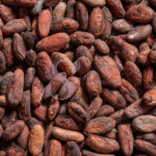 Cocoa Beans