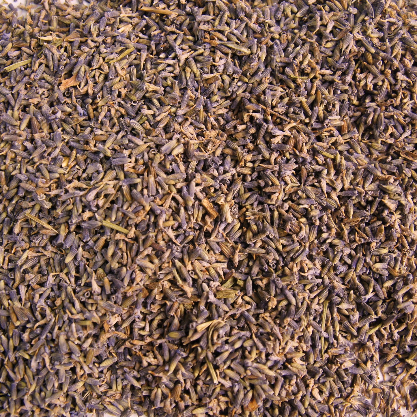 Lavender Sapphire Blue