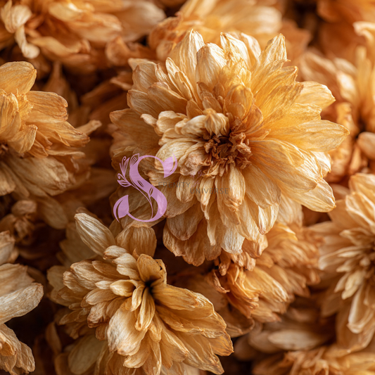 Chrysanthemum Flower Whole