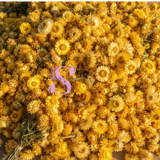 Everlasting Flower