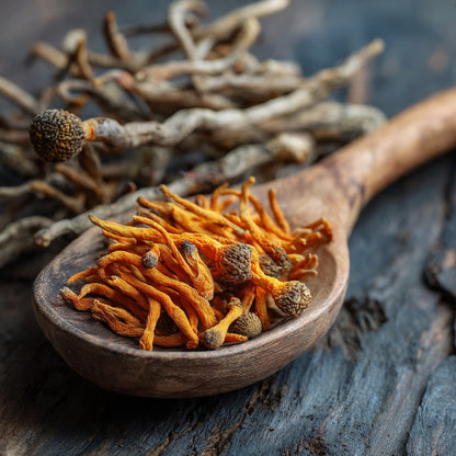 Cordyceps