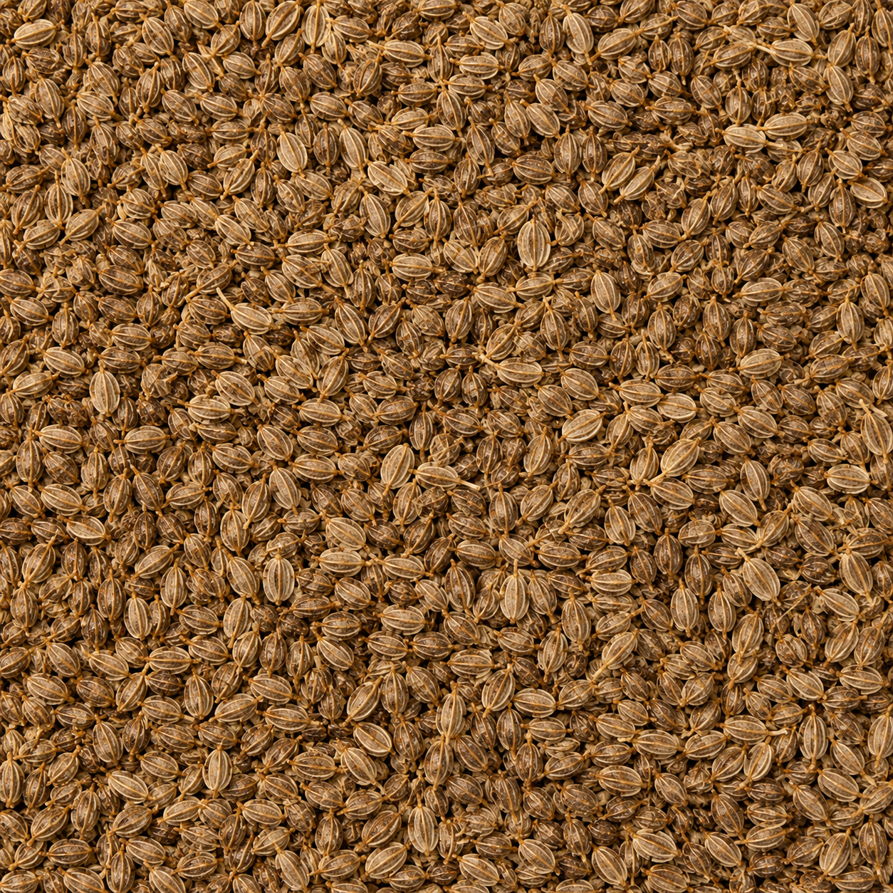 Celery Seeds