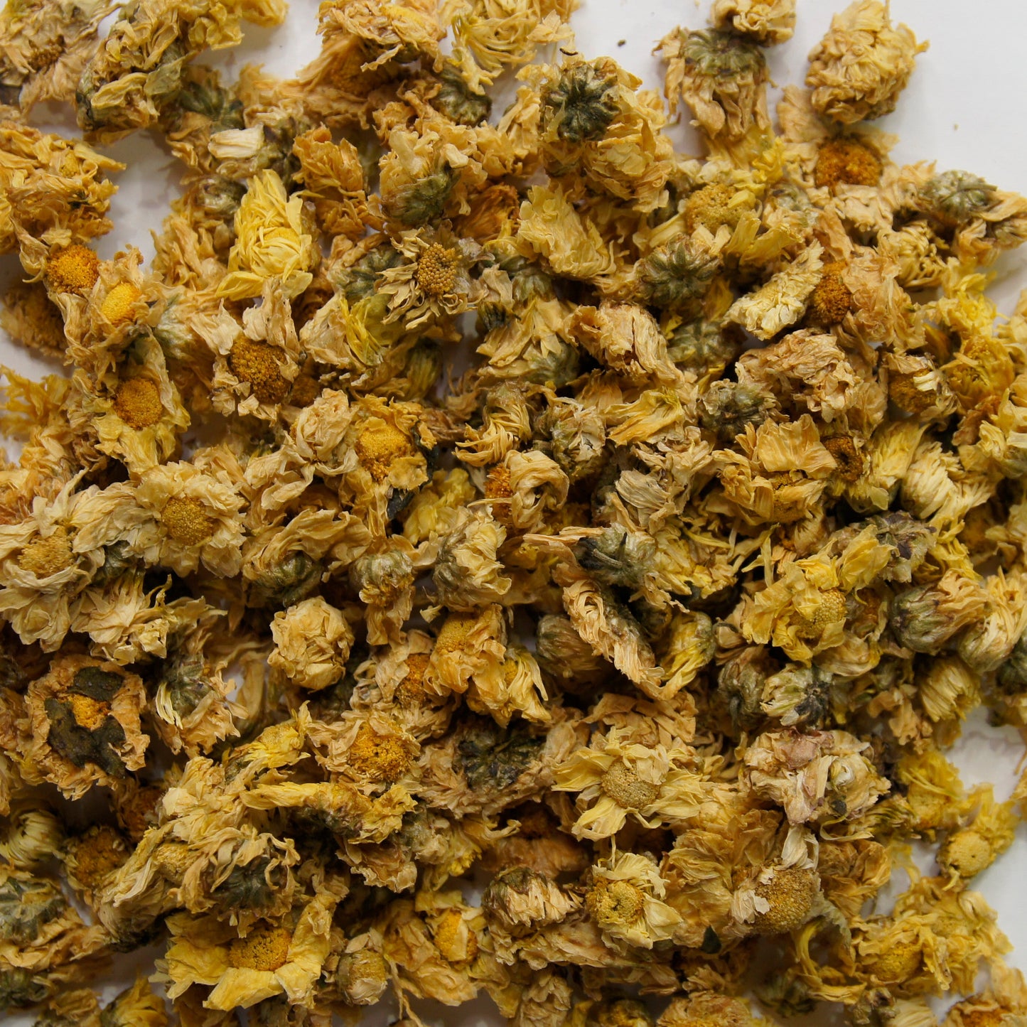 Chrysanthemum Flower Whole