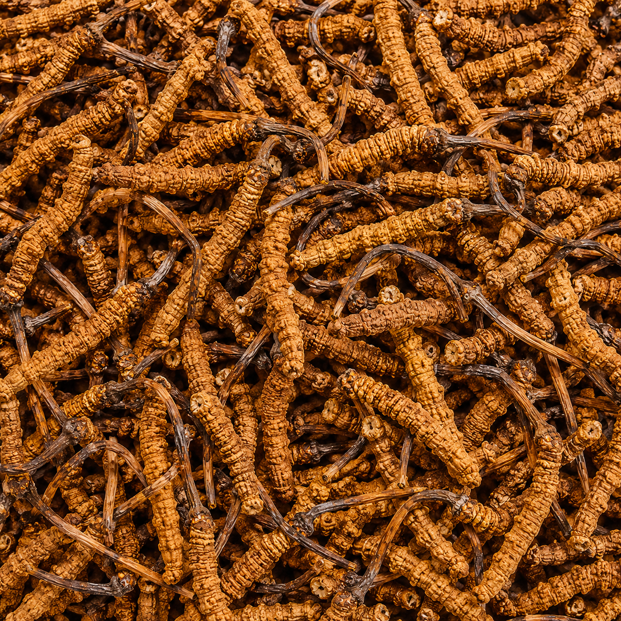 Cordyceps