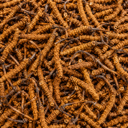 Cordyceps