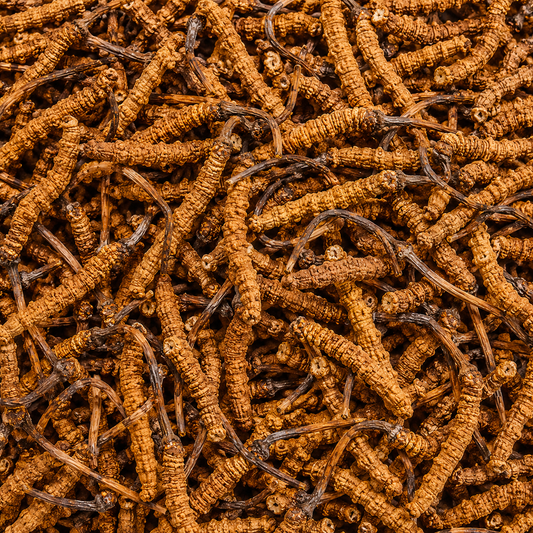 Cordyceps