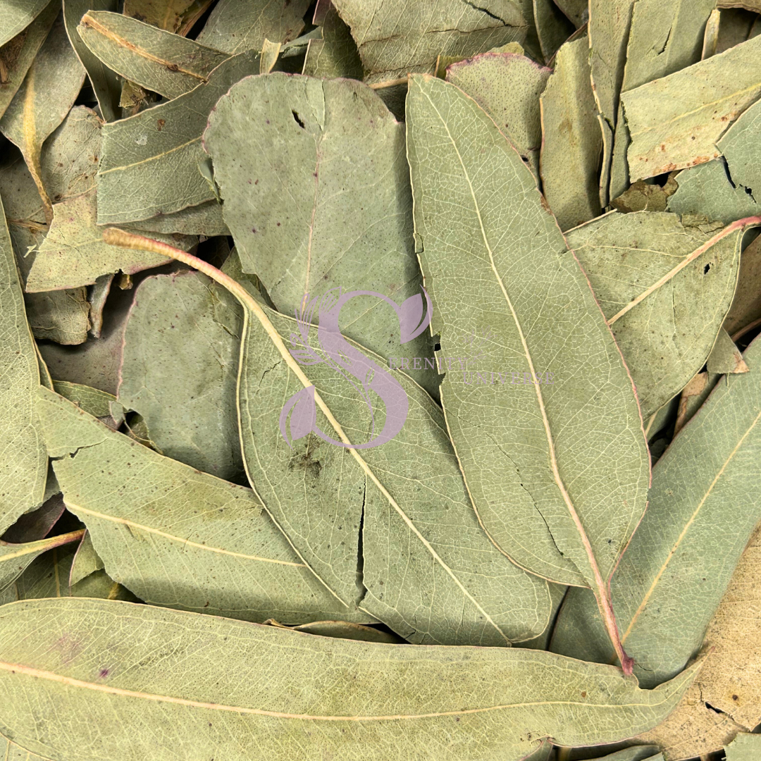 Eucalyptus Leaves Whole