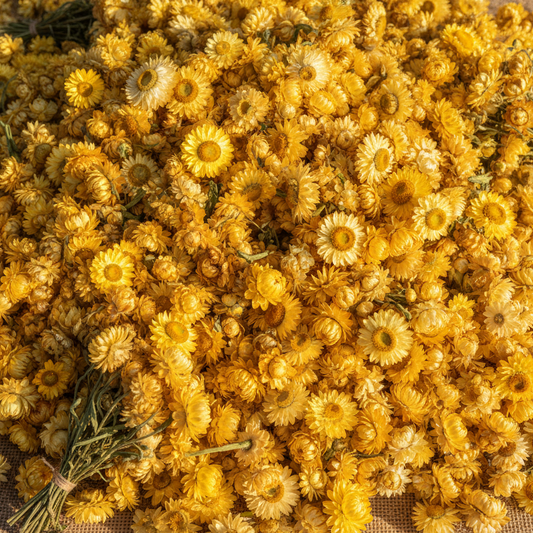 everlasting flower bulk yellow