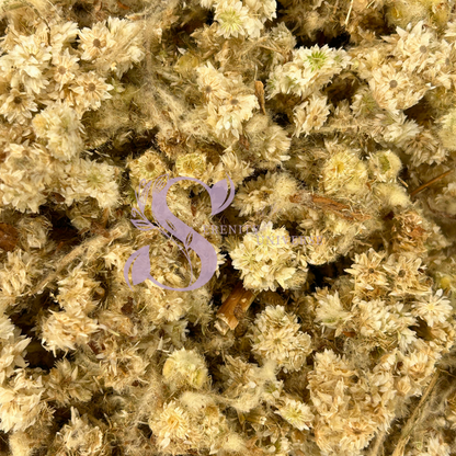 Mullein Flower Whole