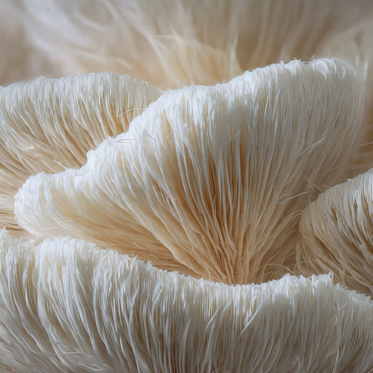 Lion' Mane Mushroom Whole