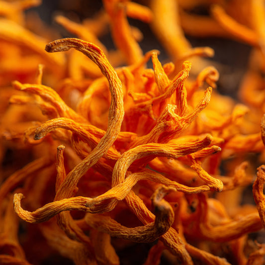 Cordyceps
