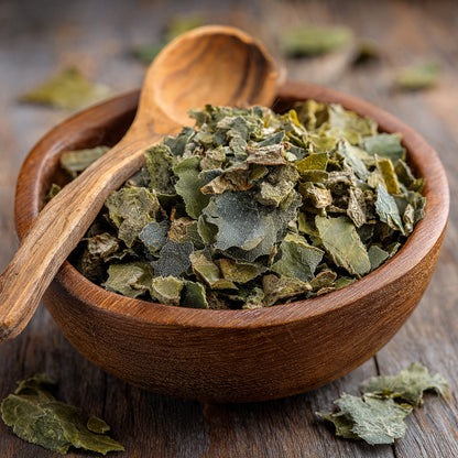 Prickly Pear Cactus (Nopal) C/S